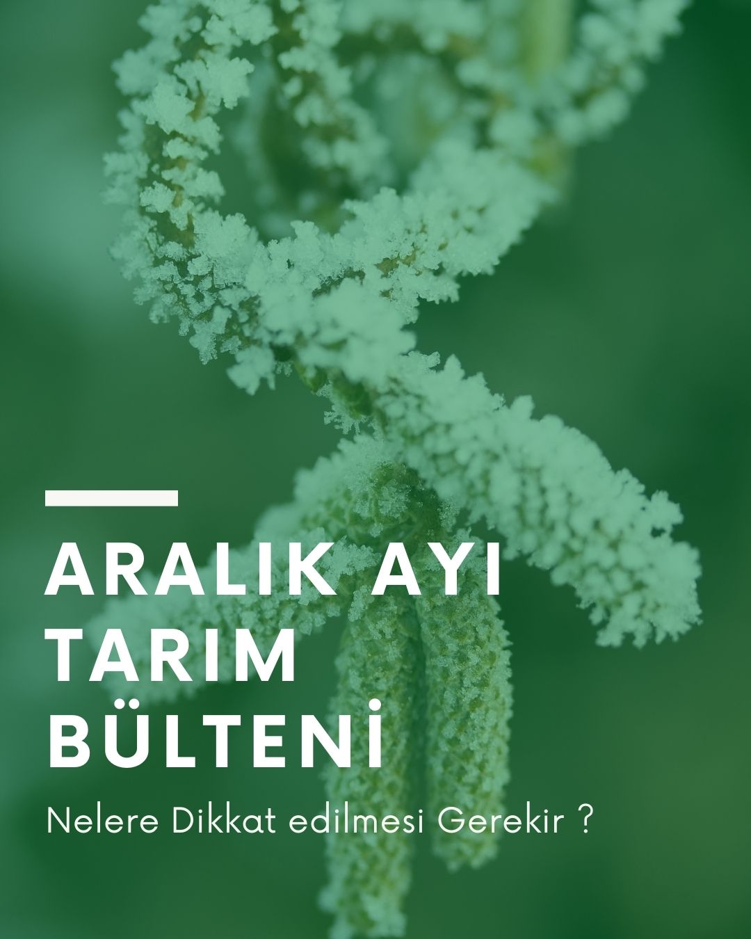 Aralık Ayı Tarım Bülteni