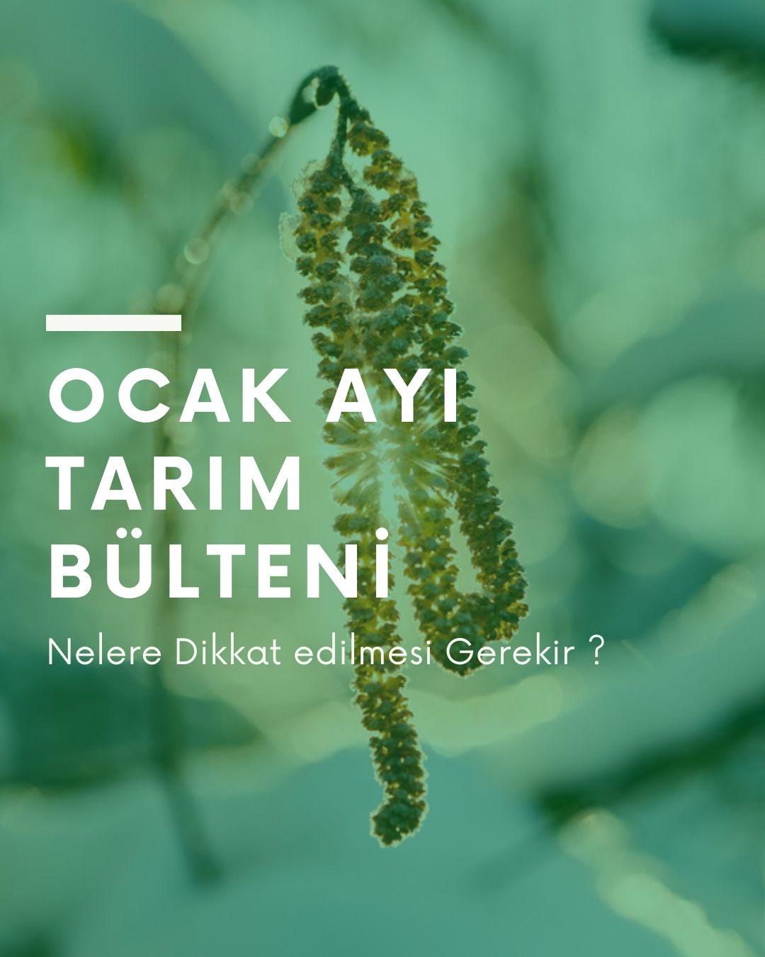 Ocak Ayı Fındık Tarım Bülteni